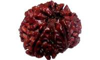 11 Mukhi Rudraksha Nepali
